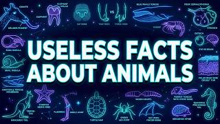 A Solid 3.5 Hours of Useless Facts About Animals 😴