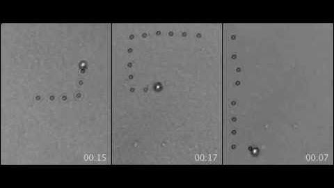 Single cell manipulation by acoustic tweezers