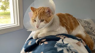 Crazy cute cat’s daily routine, post surgery 3rd Day Recovery