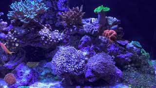 Red Sea Reefer 350 - One Year Anniversary