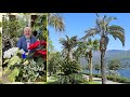 Les meilleurs palmiers rustiques une touche exotique dans le jardin le quotidien du jardin n310