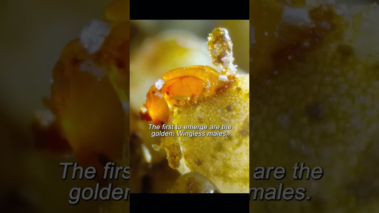 Nature S Perfect Partners The Story Of Figs Wasps Wildlifedocumentary Viralnature