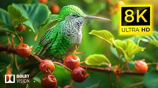 THE ULTIMATE ANIMAL KINGDOM - AMAZING COLORS in the wild bird kingdom| Cinematic Sound (Animal Life)
