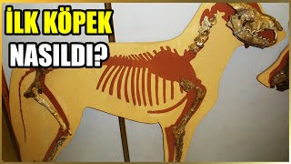 Köpek Evriminin Zaman Çizelgesi Ve Dönemleri