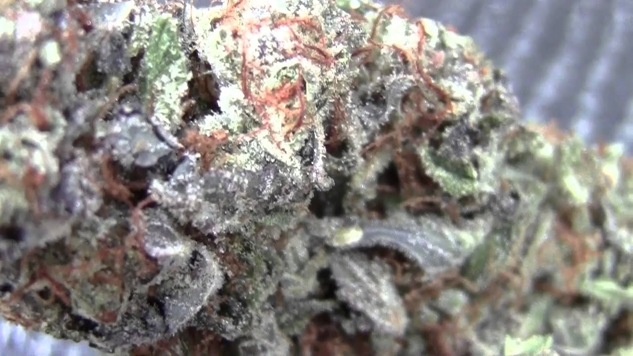 1st US High Times Cannabis Cup Denver Colorado! DAY 2