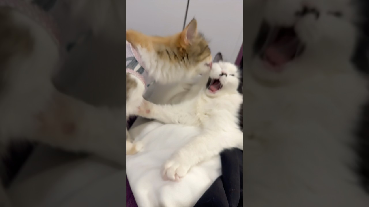 НОВЫЙ ЧЕЛЛЕНДЖ 