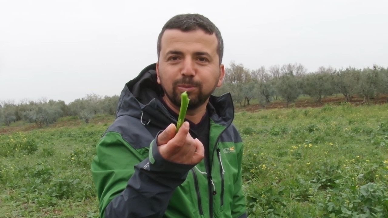 Kuzukulagi Ve Yabani Hardal Otu Youtube