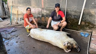 FARTURA NA ROÇA PRIMEIRA VEZ QUE ABATEMOS UM PORCO CAIPIRA E FIZEMOS LINGÜIÇA CASEIRA