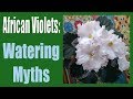 African Violets: Top 5 Watering Myths