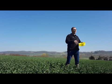 Video: Saatgutschutzmittel: alles über das Präparat und seine Wirkung