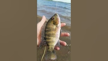 Trôi đỏ.  câu cá đập sông ray #shorts #cauca