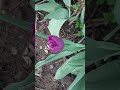 Fioletowy Tulipan.