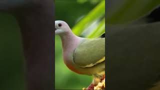 Download Lagu suara burung punai MP3 Download Lagu suara burung punai MP3