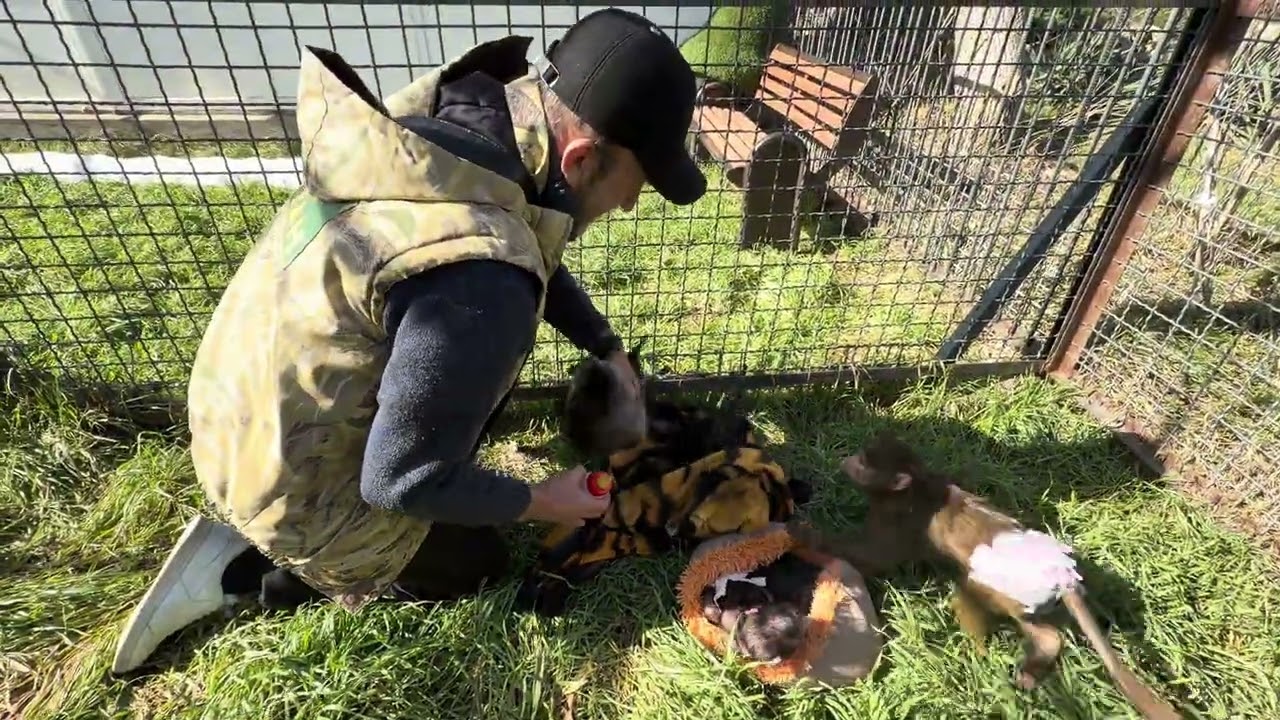 Анфиса, Финик и Николь пришли погулять по травке-радуется ТОЛЬКО Анфиса😁