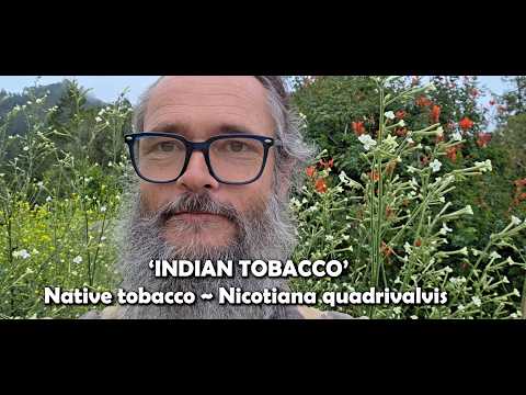 is indian tobacco a weed What are experiences with tobacco, Lobelia inflata? Herbs you should know! Lobelia