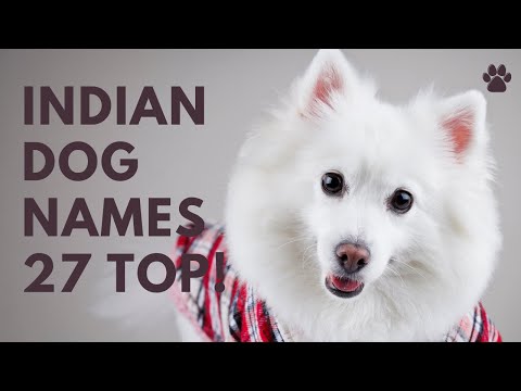 Video: Bästa hindi hundnamn från Indien