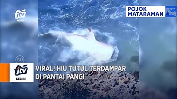 BLITAR - Viral! Hiu Tutul Terdampar Di Pantai Pangi