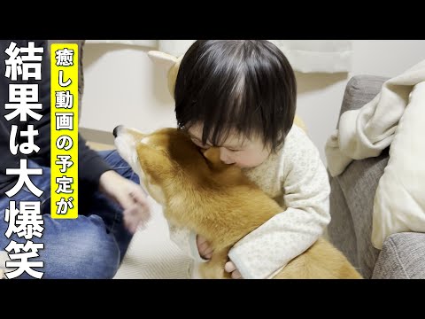 癒される動画の予定が柴犬と1歳児の珍行動で爆笑動画に…w