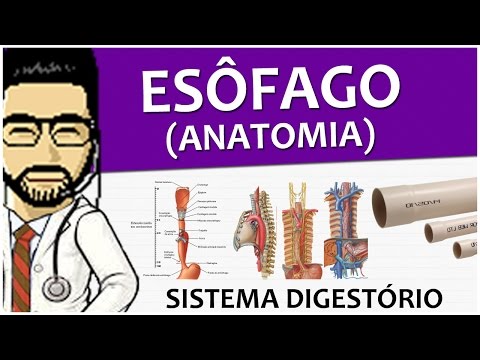 Vídeo: Função Do Esôfago, Imagens E Anatomia - Mapas Do Corpo