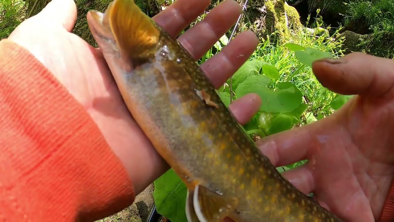 【会津渓流釣り】新規開拓‼気になる砂防の上流にイワナは生存しているのか？