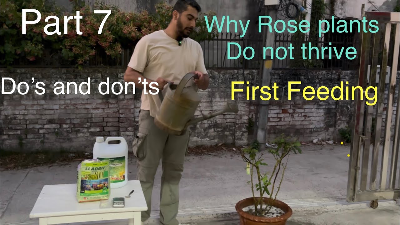 Overfeeding Roses Part 7 | Grow Roses in Pots | First Feeding | Most Important thing to ...