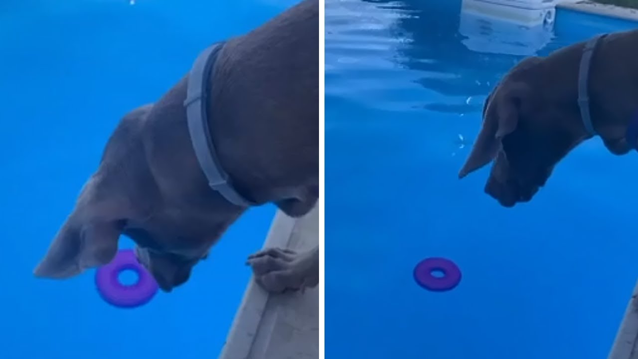 Dog watches in despair as toy floats away shorts YouTube