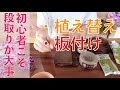 胡蝶蘭の植え替え【下準備が必要です】1週間前から始めましょう