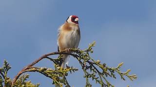 Goldfinch singing early evening in May