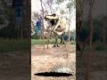 The Best Short Dinosaur Attack world Park 🏞️ #dinosaur #shorts #vfx