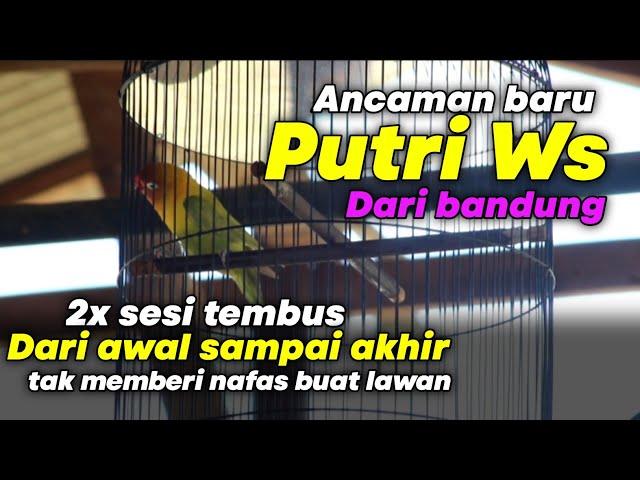 viral pendatang baru lovebird fighter durasi dari awal sampai akhir generasi candi putri nih class=