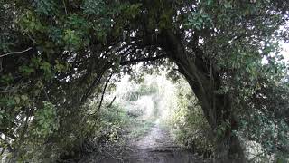 Holm Oak tree Holly Oak Quercus ilex on Fleam Dyke Earthworks  Cambridgeshire UK 28oct2020 253p