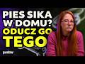 Jak nauczyć szczeniaka sikać na dworze? Kilka kroków do czystego domu 🐾