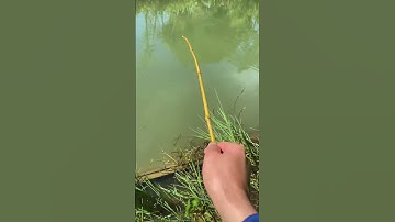 Câu Cá Bằng Mồi Giun #fishing #cauca