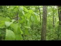 Ориентирование в уссурийской тайге (пример 2)