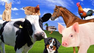Som dos Animais da Fazenda - Vida na Fazenda - 🐷🐴 FARM ANIMALS , Animal Sounds 🐓🐄 LIFE ON FARM