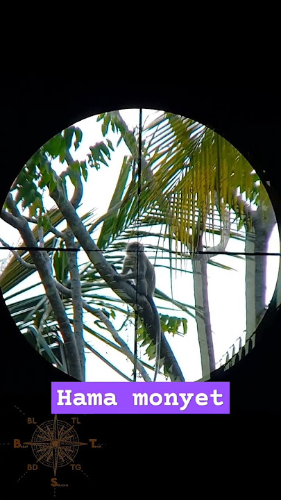 PEST CONTROL MONKEY (MONYET) #shorts