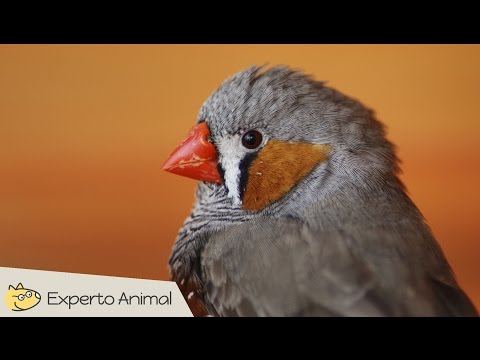 Mini-documental del diamante mandarín (Zebra finch)