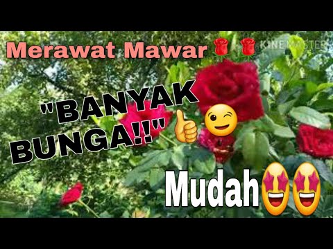 Cara merawat mawar agar BANYAK BUNGA