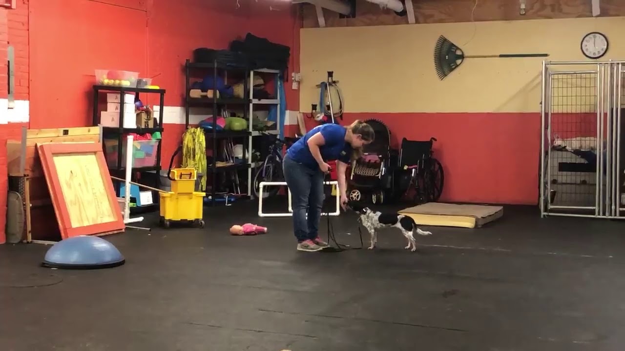 dog trainer in delhi Dog Training Recall Session | Training a Fearful Dog
