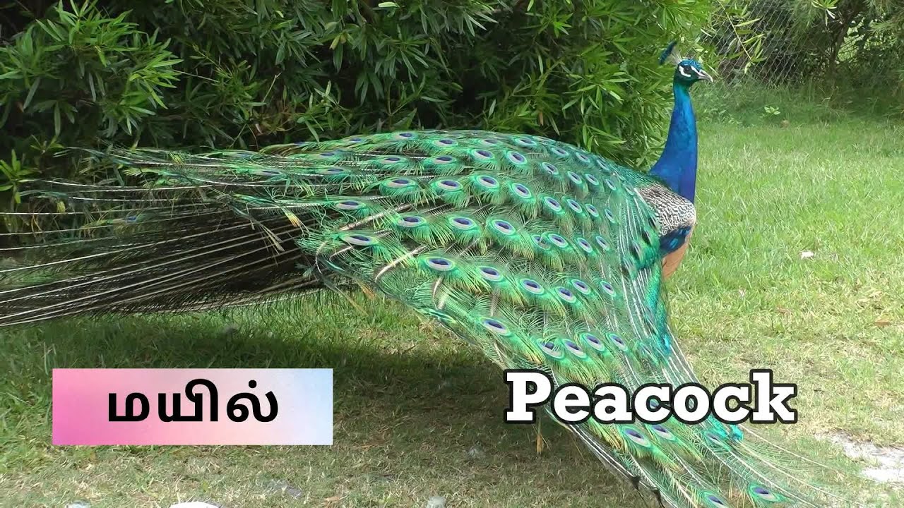 50 Birds Name In Tamil And English Tamil Birds Name Video 