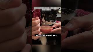 行動不能の猫の世話をする飼い主