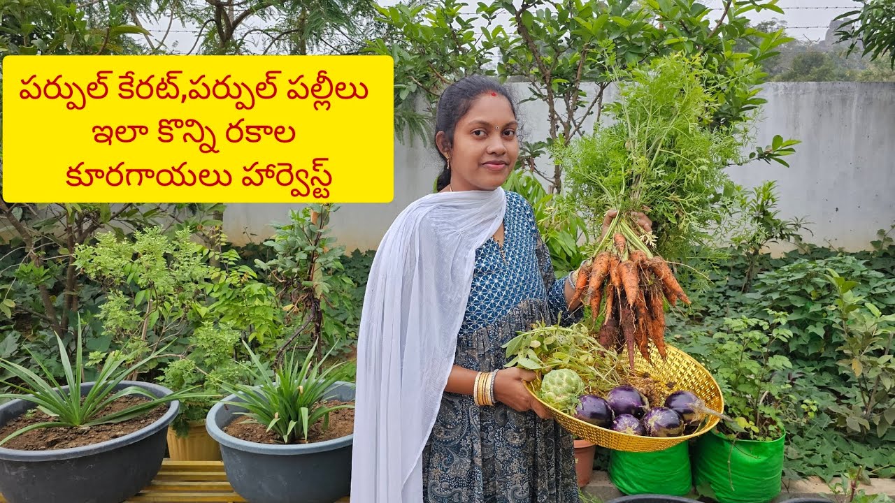 పర్పల్ కేరట్స్,పర్పల్ పల్లీలు,సీతాఫలం కొన్ని రకాల కూరగాయలు హార్వెస్టింగ్/#vegetables/#harvesting