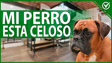 ¿Por qué mi perro se pone celoso cuando abrazo a alguien?