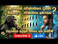 මිනිසා ඇත්තටම පැවතෙන්නේ වඳුරාගෙන්ද? 🐒 | පරිණාමයේ නොවිසඳුණු අභිරහස#animals#love##