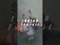 Silver fantail