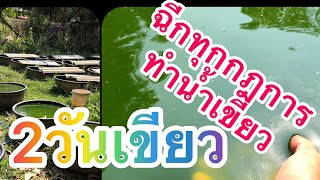 ฉีกทุกกฎการทำน้ำเขียว 2วันเขียวและนำมาเลี้ยงไรแดงได้เลย