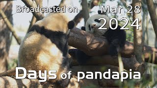 20240328 Broadcast Top Highlights 02 by pandapia HD 127 views 2 weeks ago 2 minutes, 55 seconds