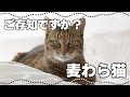キジトラ似だけどレア猫⁉『麦わら猫』の特徴と性格、見分け方