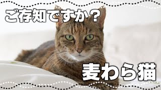 キジトラ似だけどレア猫⁉『麦わら猫』の特徴と性格、見分け方