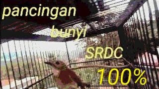 SUARA ALAMI BURUNG SIKATAN RIMBA DADA COKLAT NYULING